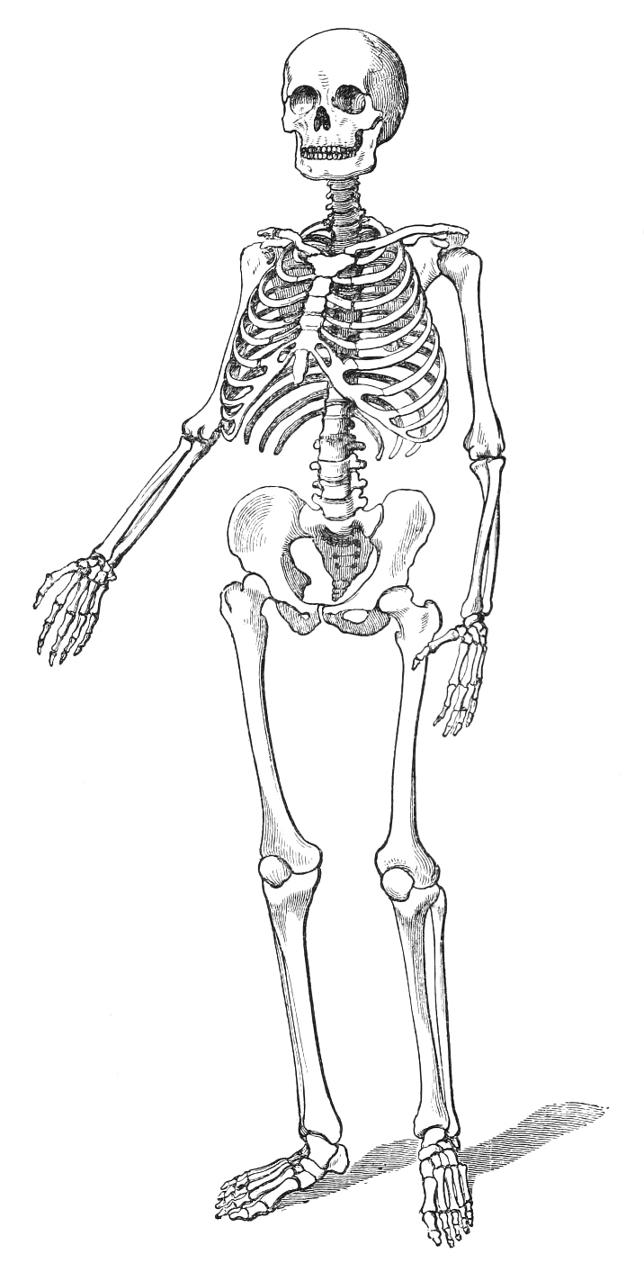 human skeleton drawing