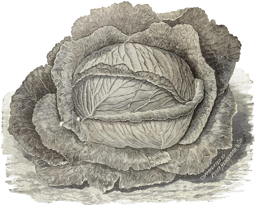 vintage cabbage drawing