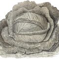 vintage cabbage drawing