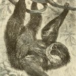 vintage two-toed sloth drawing