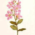 crape myrtle botanical print