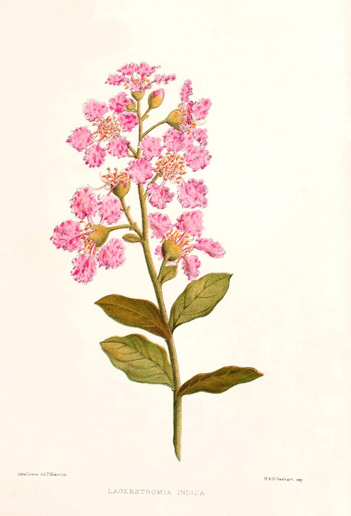 crape myrtle botanical print