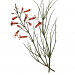 firecracker plant illustration