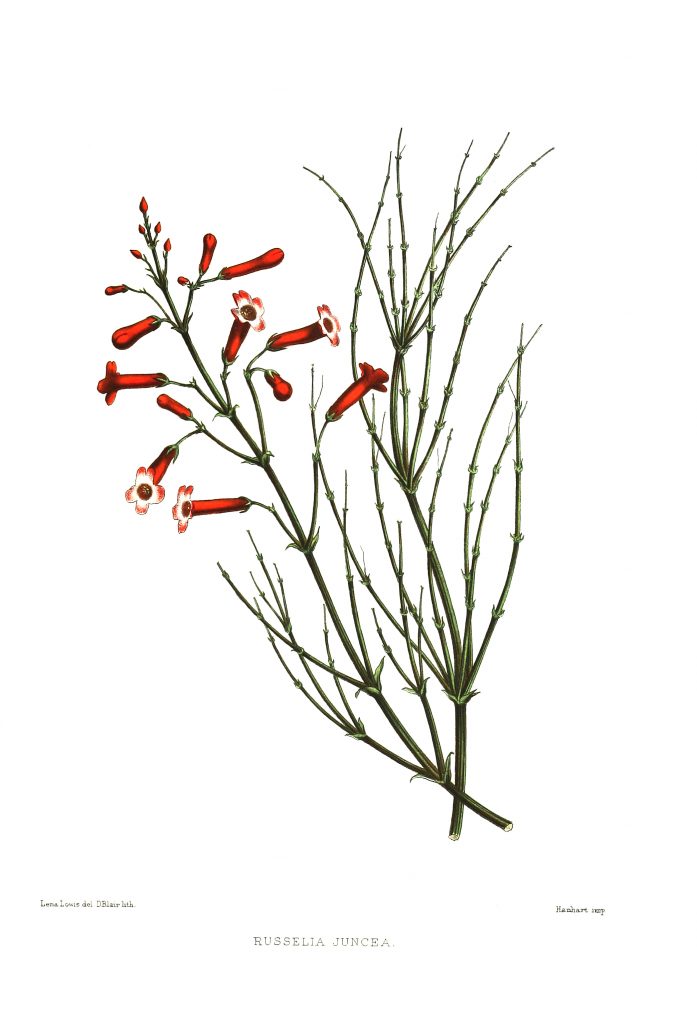 firecracker plant illustration