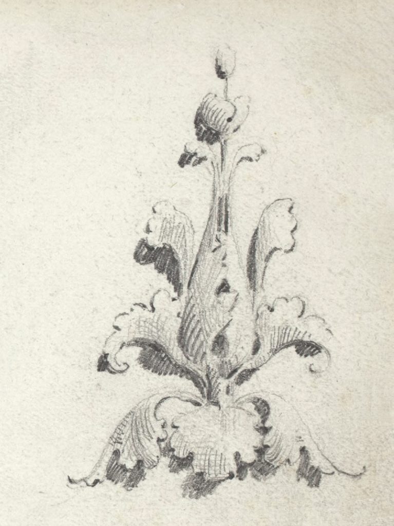 upright plant sketch