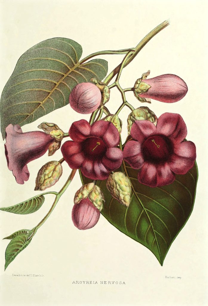 Indian Morning Glory botanical print