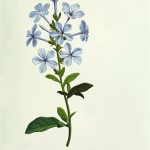 vintage plumbago auriculata illustration