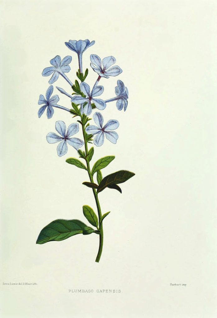 vintage plumbago auriculata illustration