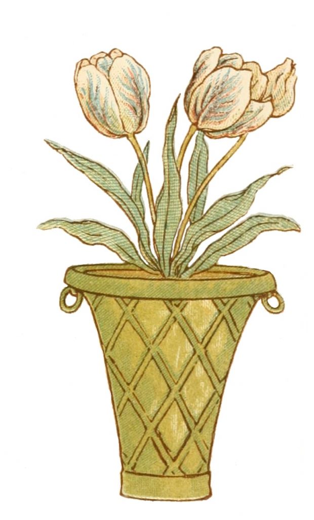 pot of tulips