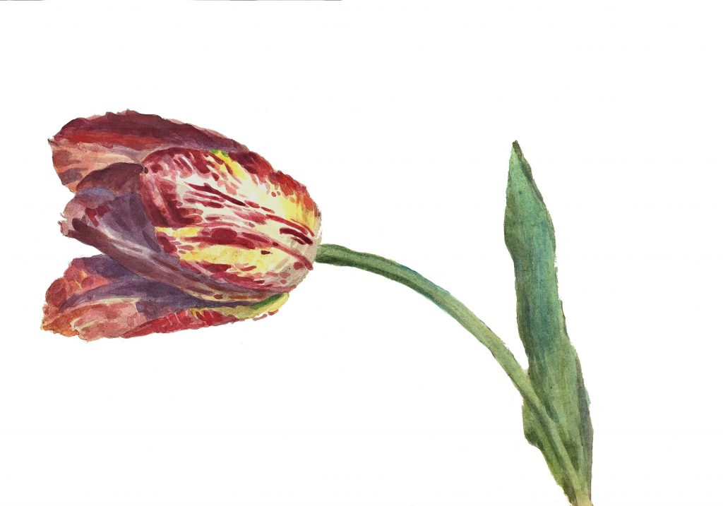 speckled tulip watercolor on white background