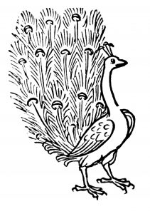 Vintage peacock woodcut