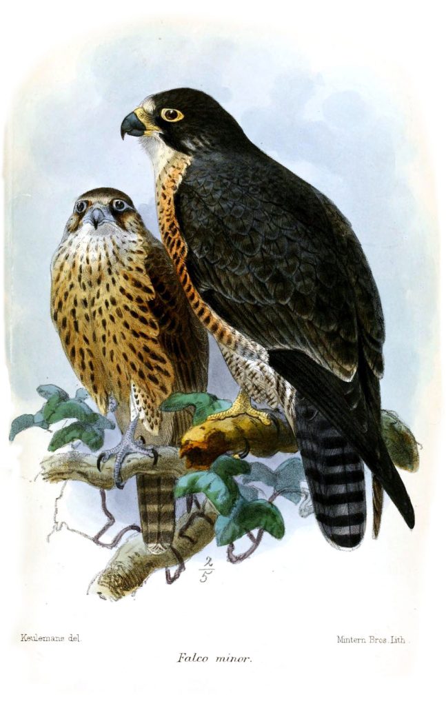falco peregrinus minor
