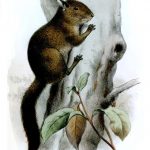 tufted pygmy squirrel