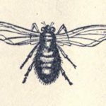 blow fly drawing