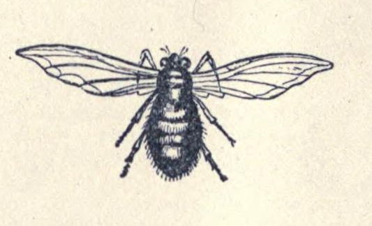 blow fly drawing