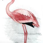 Lesser Flamingo painting by Finch-Davies