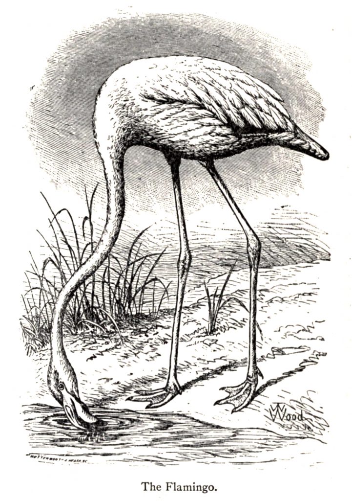 Drawing of a flamingo drinking