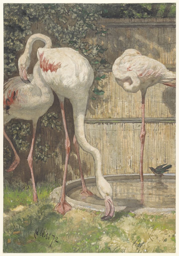 three flamingos