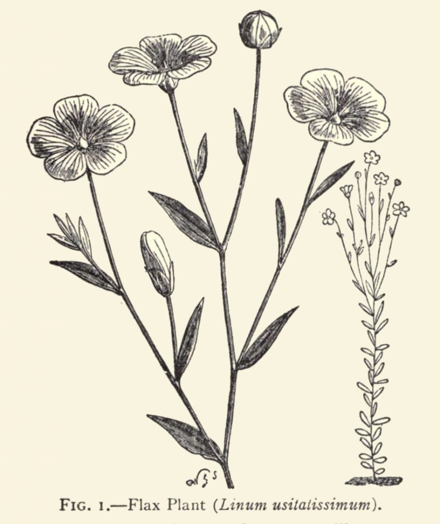 flax flowers