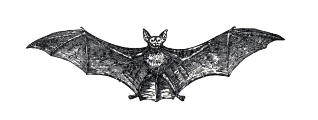 black bat drawing