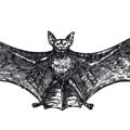 black bat drawing