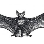 black bat drawing