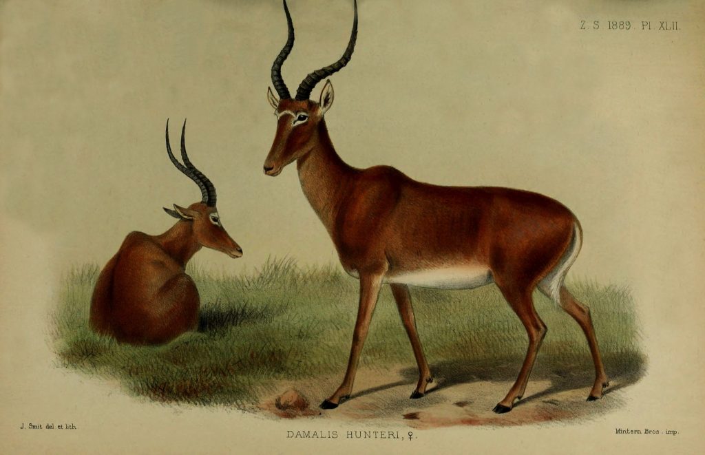 Hunter's Hartebeest