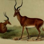 Hunter's Hartebeest