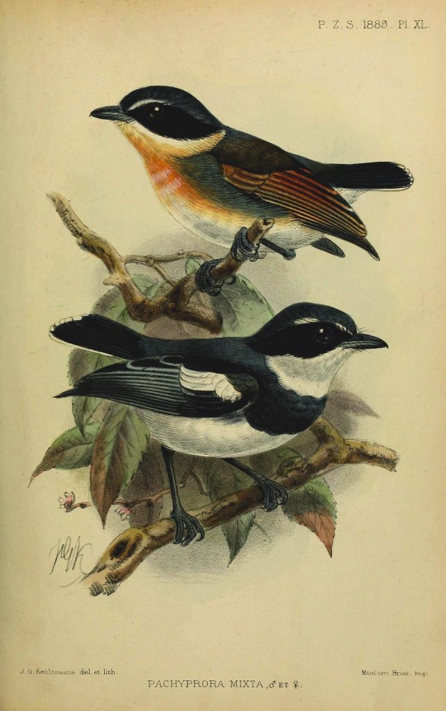 bird pair book plate