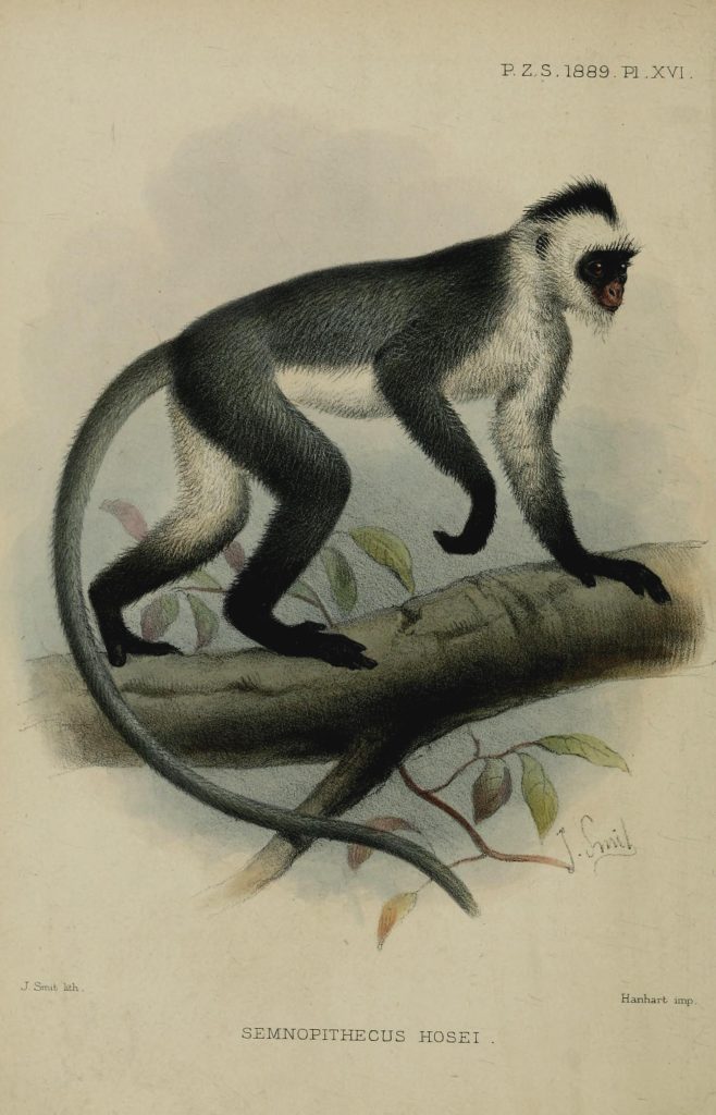 Borneo Monkey Drawing