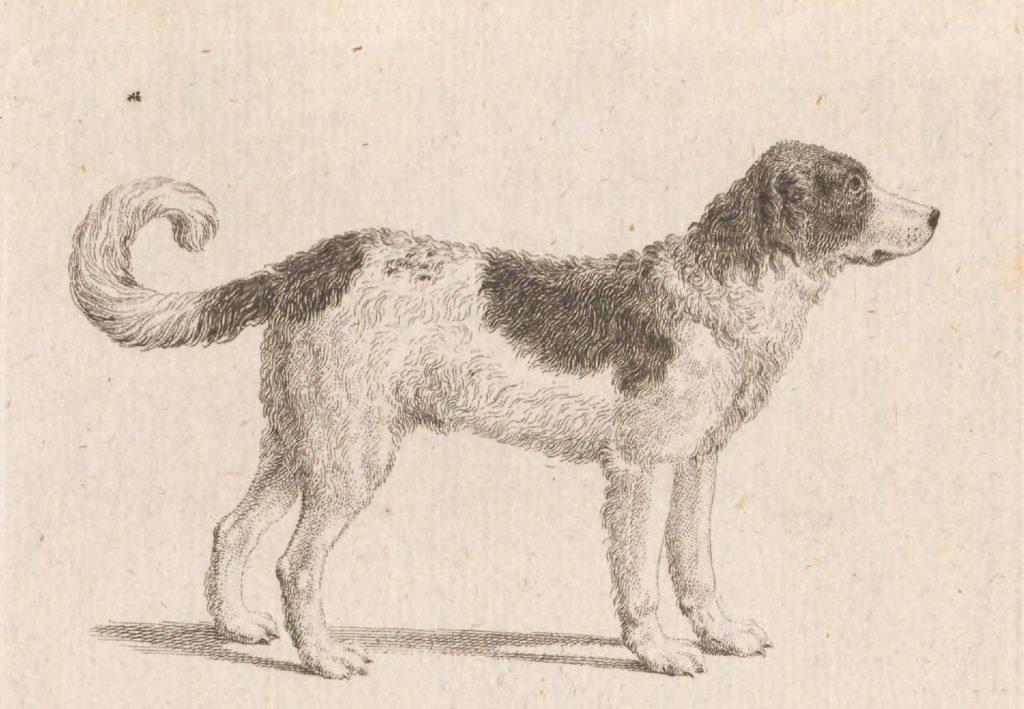 vintage Newfoundland dog drawing