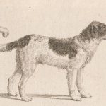 vintage Newfoundland dog drawing