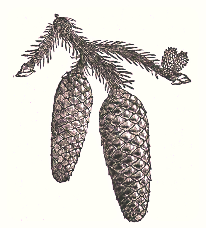 norway spruce pine cones