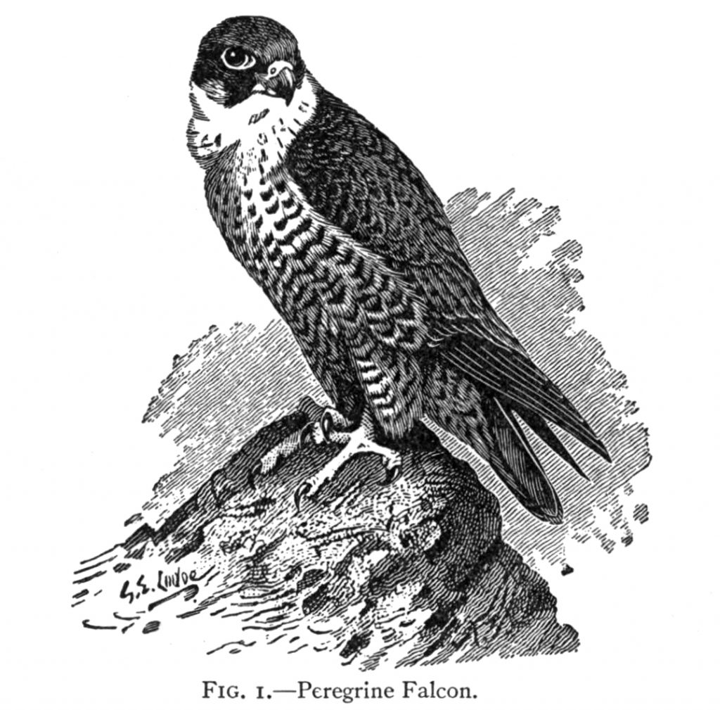 peregrine falcon drawing