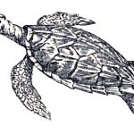 sea turtle