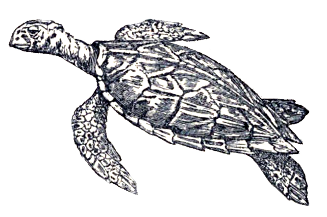 sea turtle