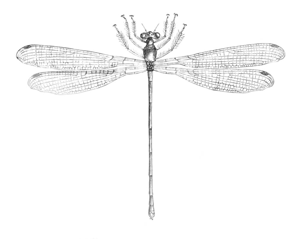 Tactocenmis dragonfly drawing