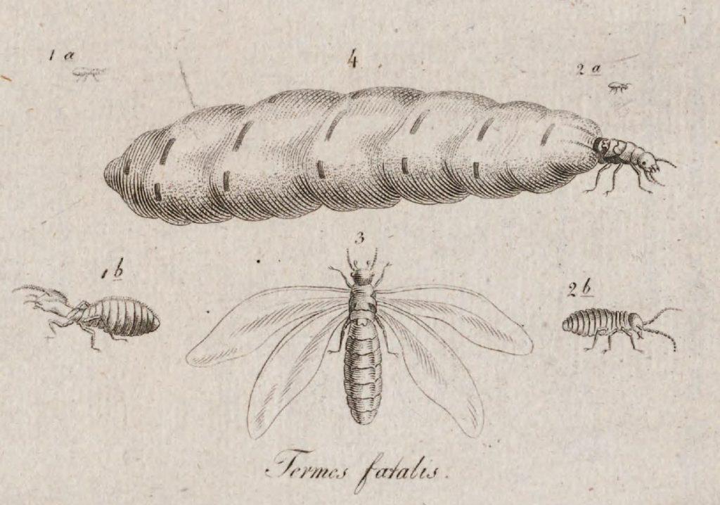 public domain termite drawing