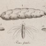 public domain termite drawing