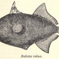 pinktail triggerfish