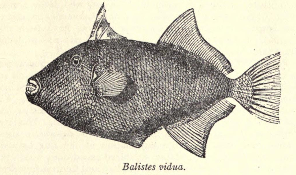 pinktail triggerfish