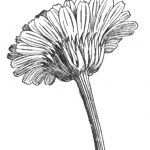 flower head drawing