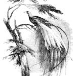 vintage engraving of a bird with a dramatic tail