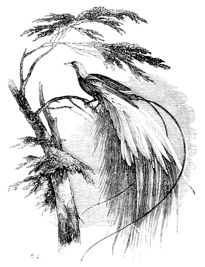 vintage engraving of a bird with a dramatic tail