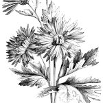 black and white daisies, a public domain engraving from 1867