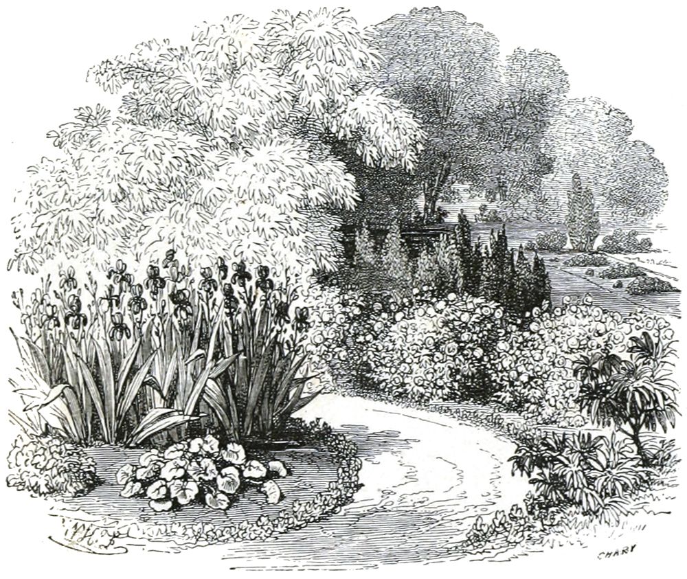 Black and white drawing of a flower lined path