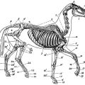 horse skeleton