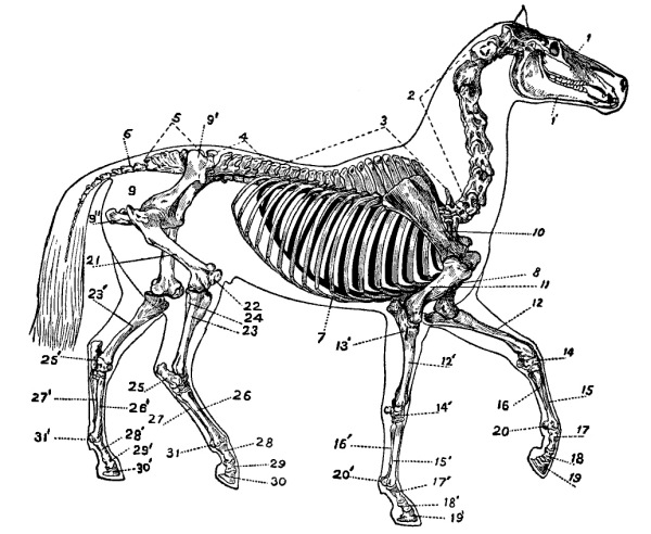 horse skeleton