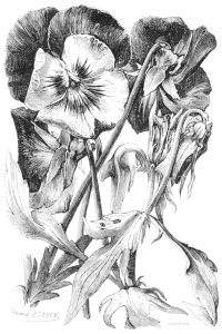 large pansies drawing