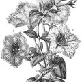 Public domain 5-petal flowers drawing.